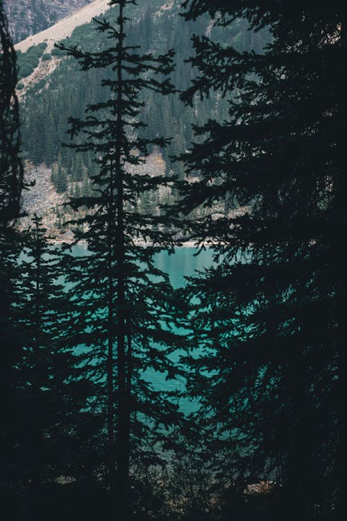 Безкоштовне стокове фото на тему «вершина гори, вічнозелений, вода»