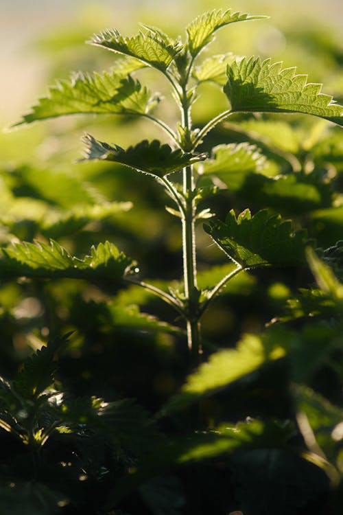 Kostenloses Stock Foto zu baum, blatt, blume