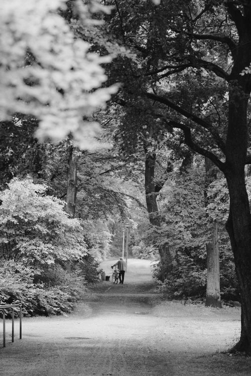 Free A serene black and white image of a park path with a bicyclist amid dense trees. Stock Photo
