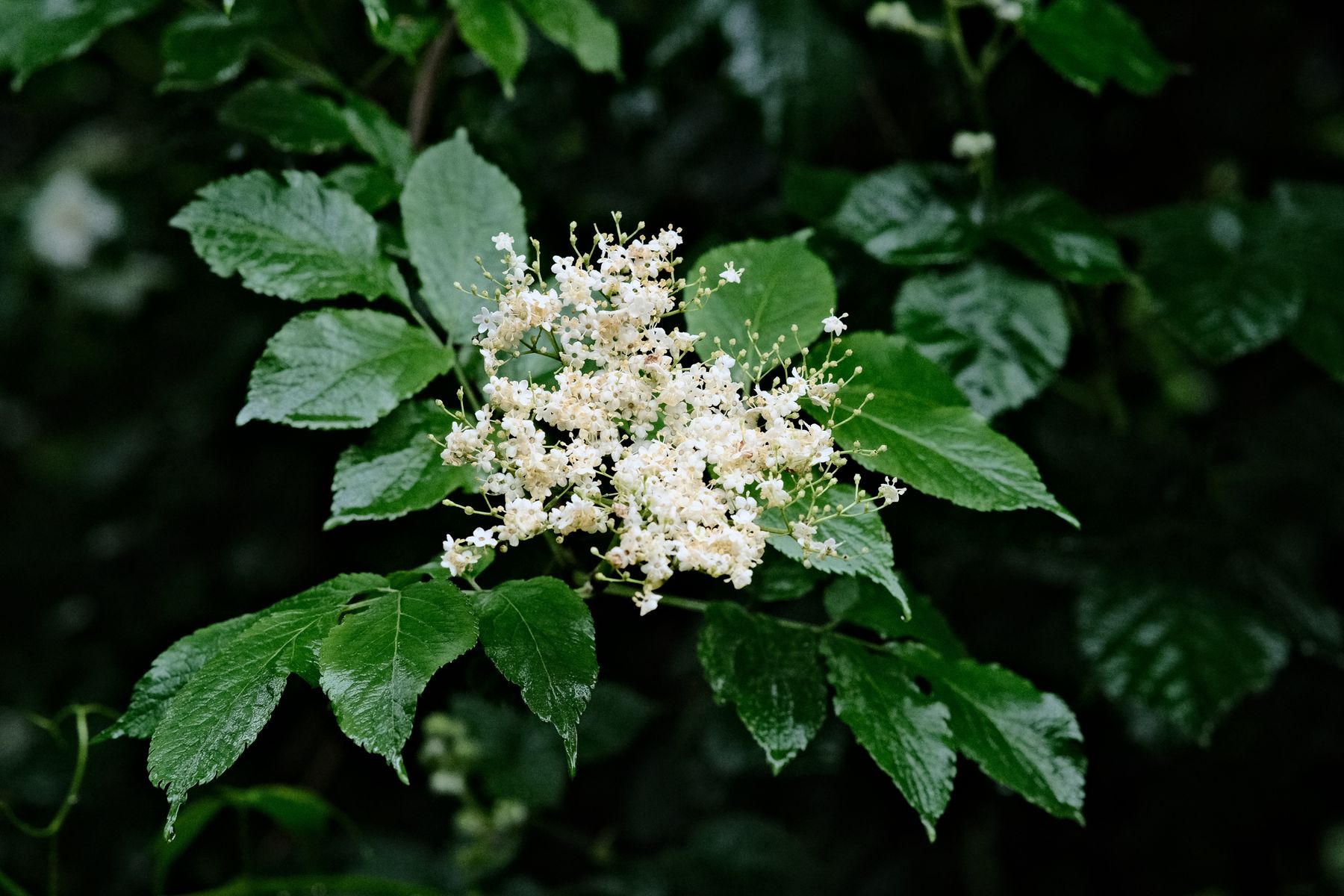 Close-up of black elderberry flowers and green leaves Close-up of black elderberry flowers and green leaves