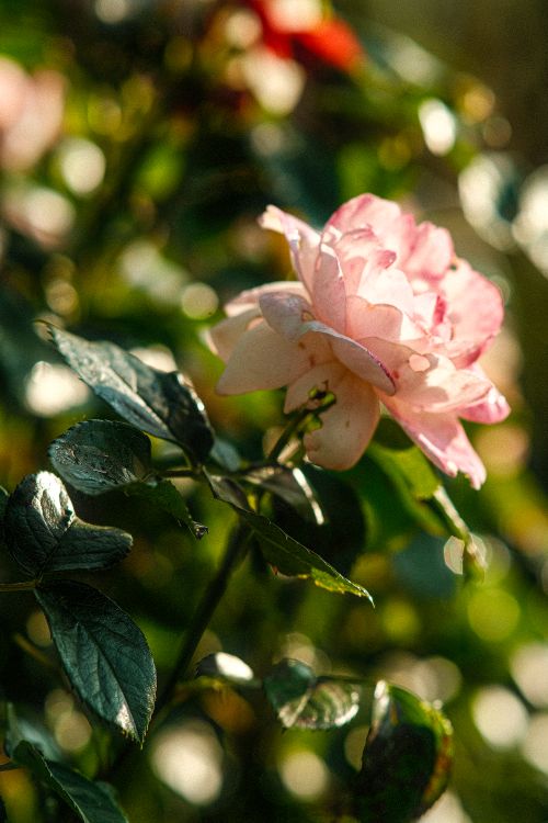 Free Beautiful pink rose bloom with soft light and bokeh effect outdoors. Stock Photo