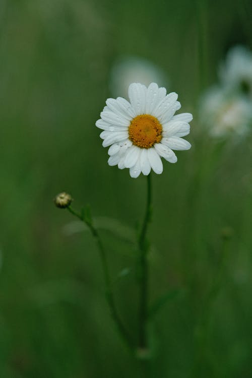 Fotobanka s bezplatnými fotkami na tému exteriéry, farba, flóra