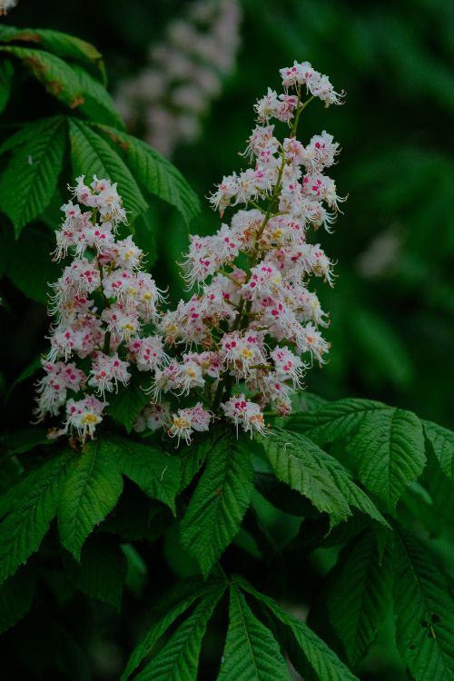 Free Vibrant white and pink horse chestnut flowers in bloom amidst lush green leaves. Stock Photo