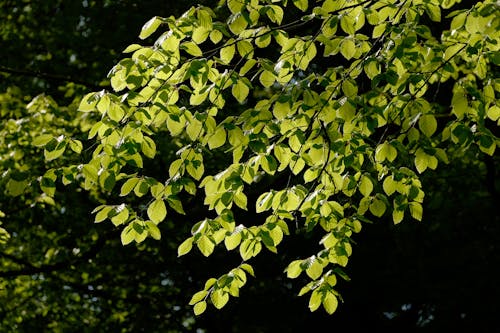 Kostenloses Stock Foto zu ast, baum, blatt