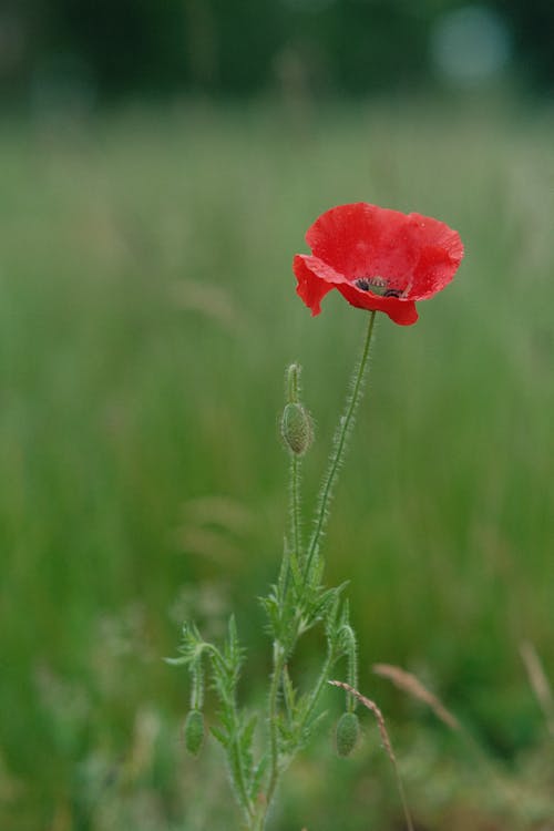 Red Poppy on Meadow