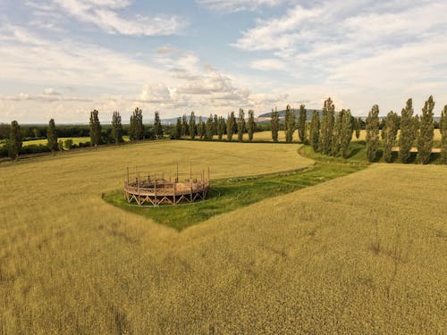 Immagine gratuita di agricoltura, albero, autunno