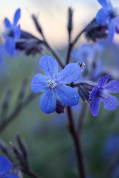 Foto d'estoc gratuïta de flor blava, flors de primavera