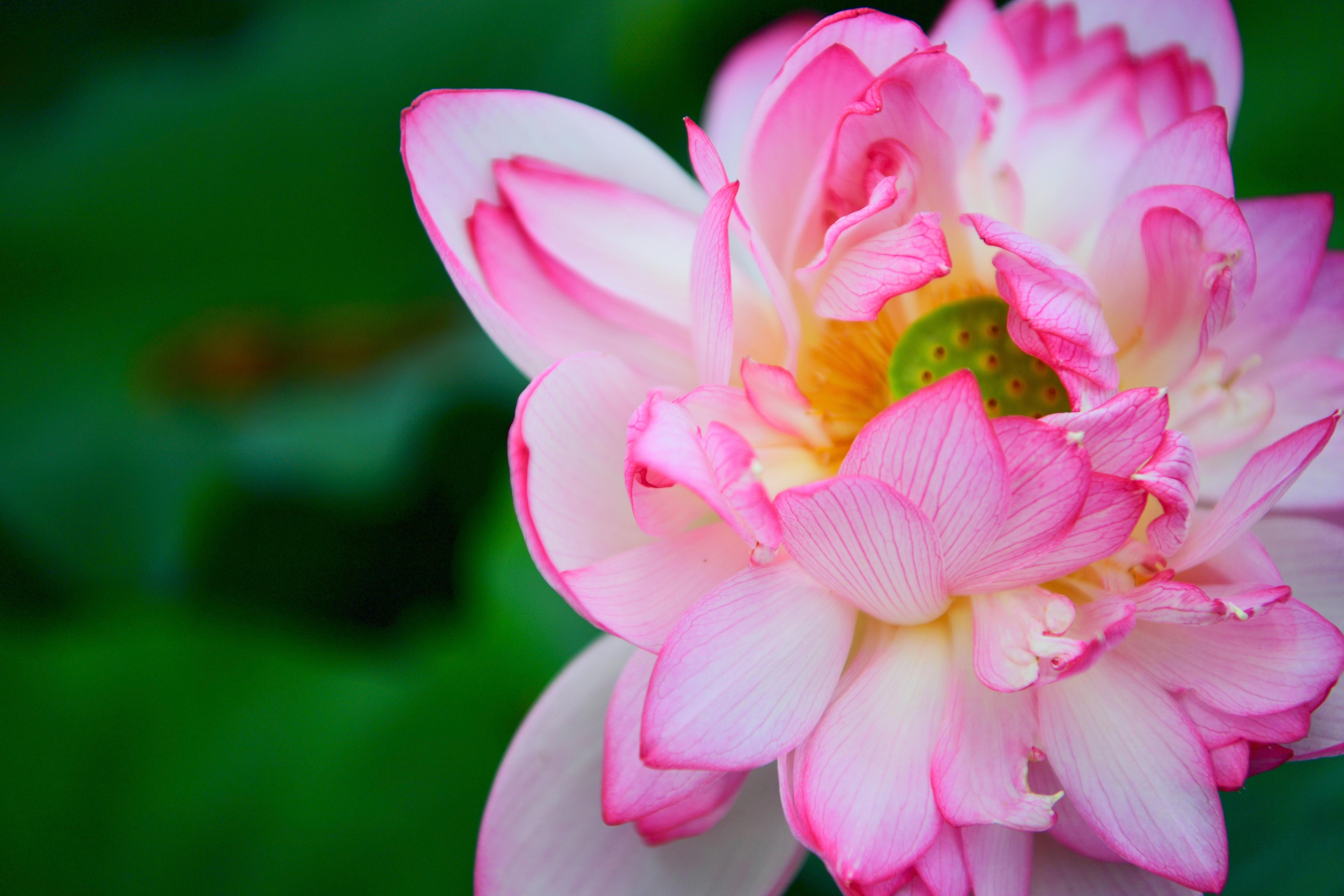 A stunning close-up of a blooming pink lotus flower with vibrant petals in a garden setting.