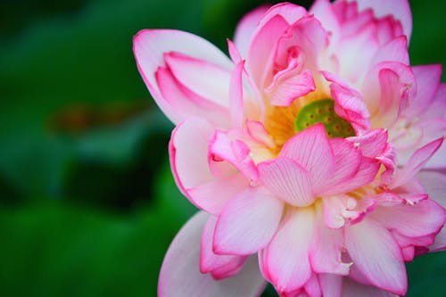 A pink lotus flower with green leaves in the background