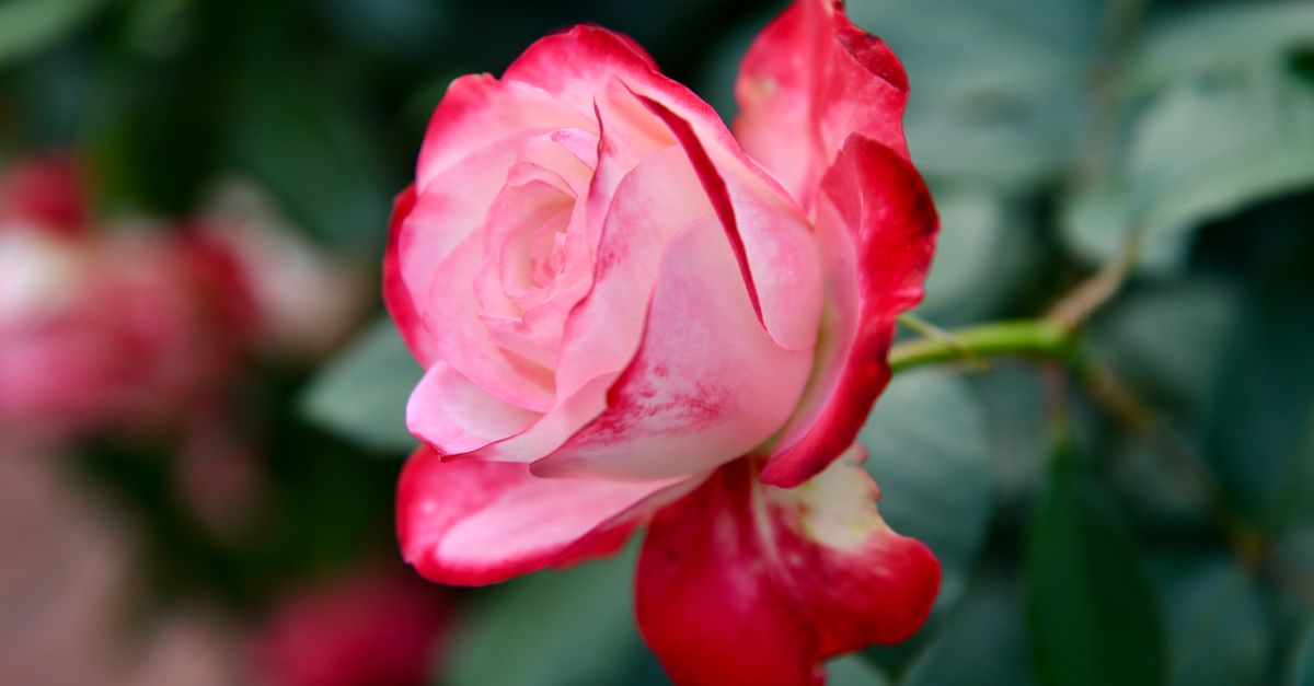 Dream Roses Pink Double Delight Hybrid Tea Rose · Free Stock Photo
