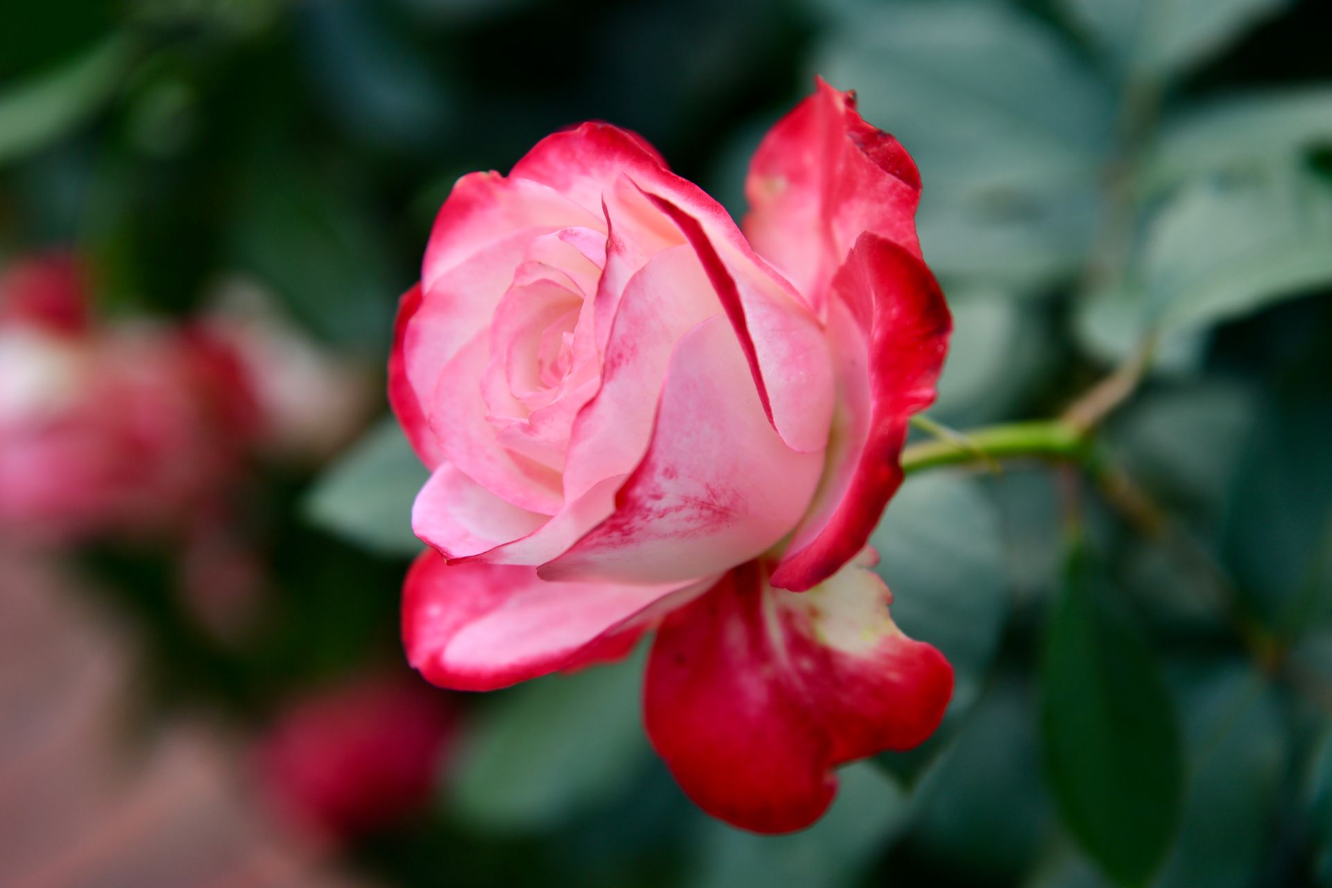 Pink Double Delight Hybrid Tea Rose