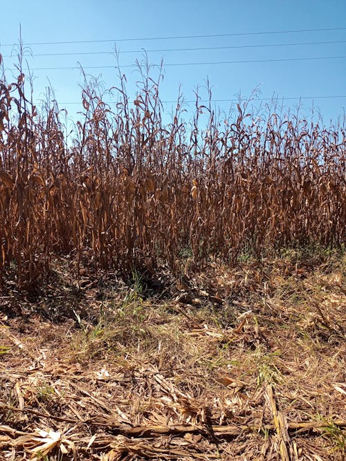 Základová fotografie zdarma na téma hřiště, kukuřice, kukuřičné pole