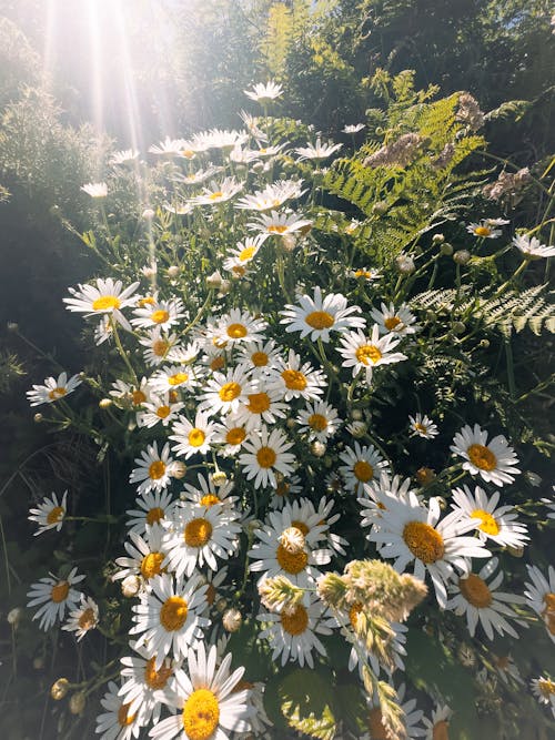 güzel çiçekler içeren Ücretsiz stok fotoğraf