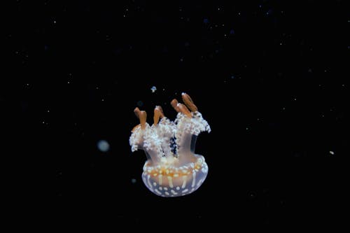 Free Jellyfish Illustration Stock Photo