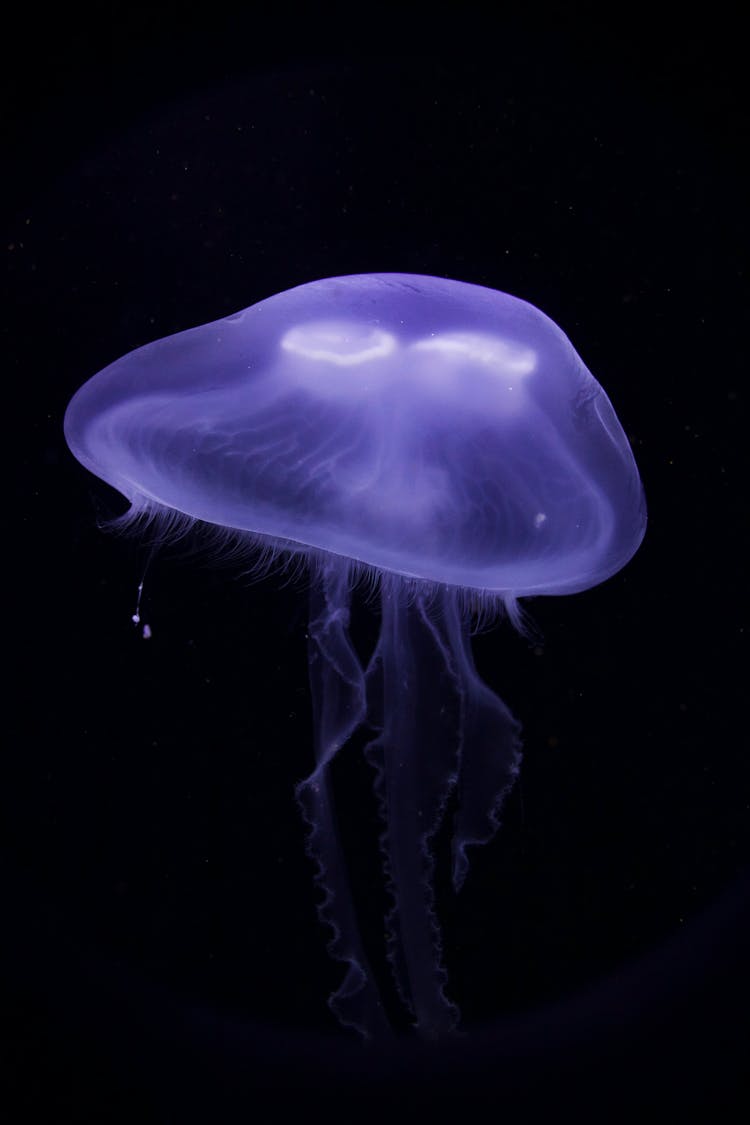 Purple Jellyfish