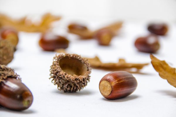 Acorns and dry leaves arranged on a pale surface — photo by Right Light on Pexels