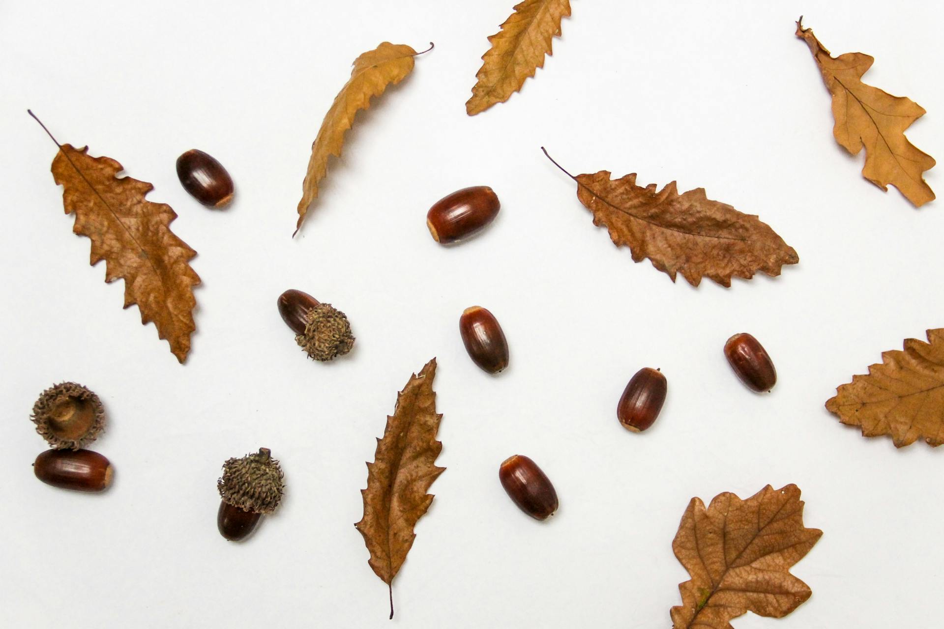 Aesthetic arrangement of dried leaves and acorns symbolizing autumn on a plain white background.