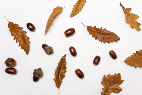 Free Aesthetic arrangement of dried leaves and acorns symbolizing autumn on a plain white background. Stock Photo