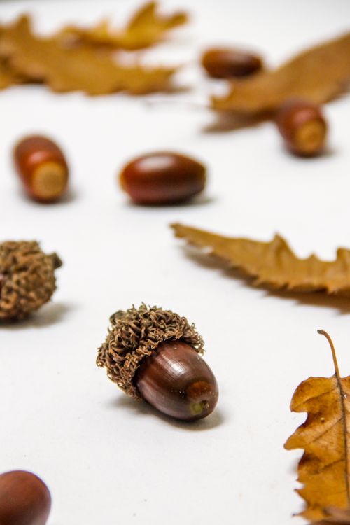 Free Detailed shot of acorns and dry leaves, perfect for fall themes. Stock Photo