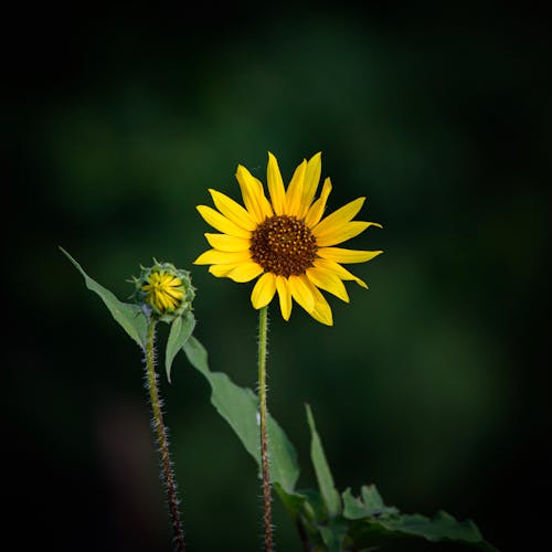 Fotografía De Enfoque Selectivo De Flor