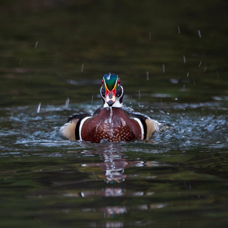 Mallard