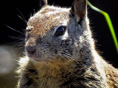 Carmel By The Sea, United States photo 18