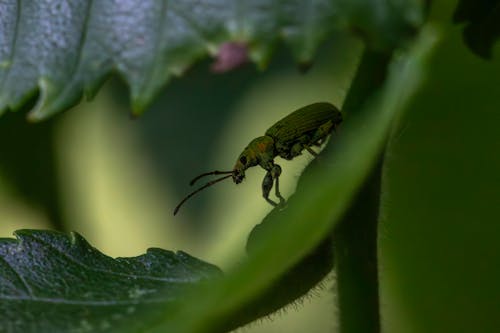 Бесплатное стоковое фото с beetle, phyllobius pomaceus, весна
