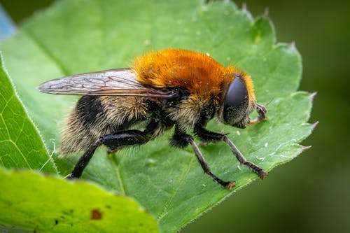 Fotos de stock gratuitas de abeja, abejorro, al aire libre