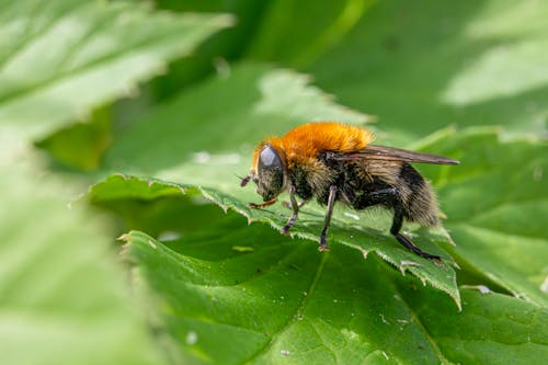Fotos de stock gratuitas de abeja, abejorro, al aire libre