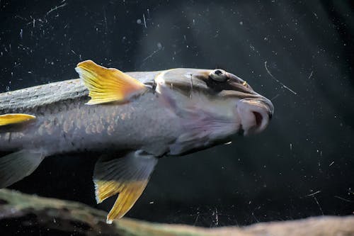 Yellow-Finned Fish