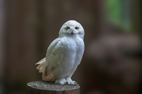 Free A graceful snowy owl perched on a tree stump, showcasing its white plumage and piercing eyes in a natural setting. Stock Photo