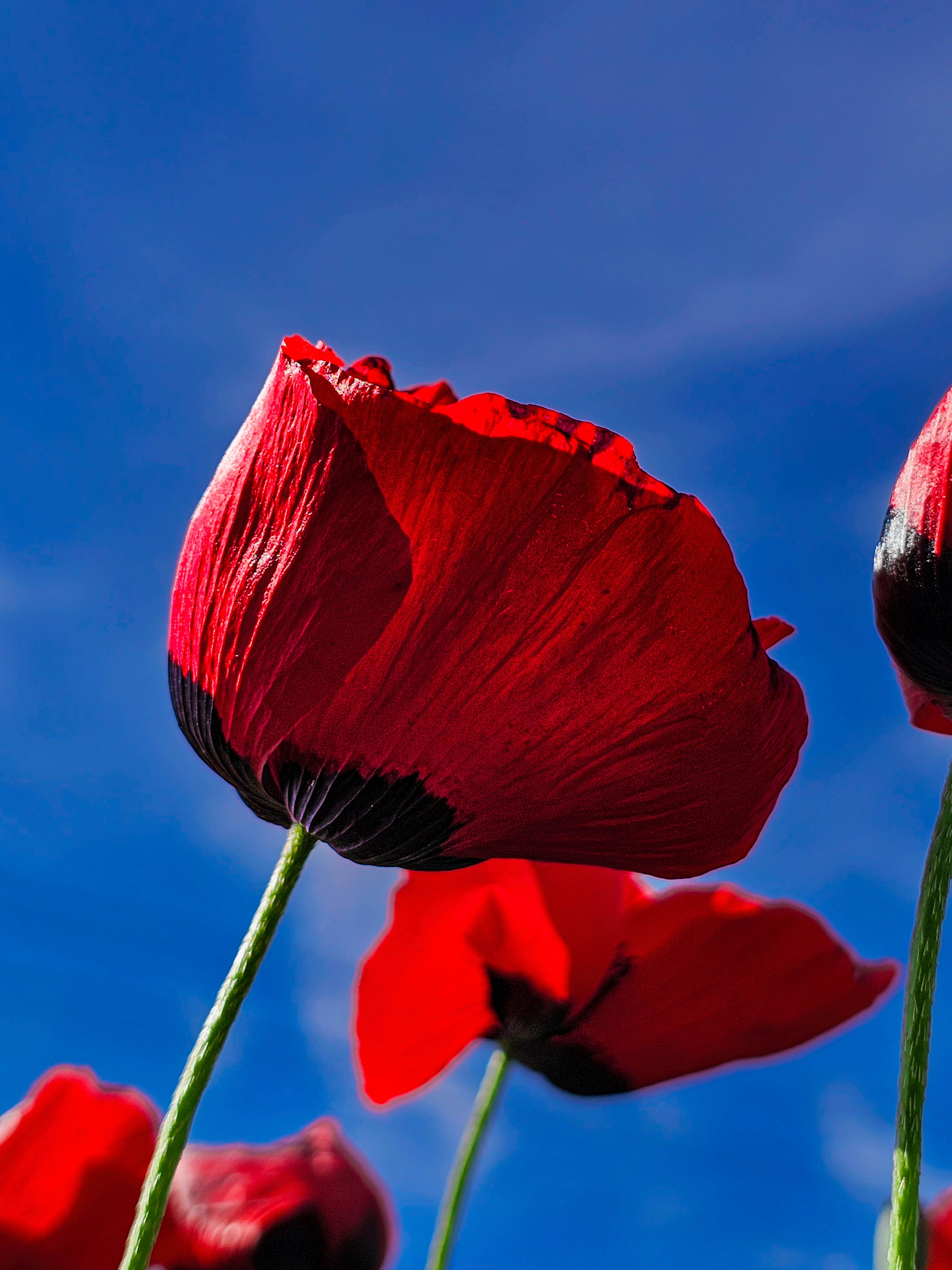 Kostnadsfria Kostnadsfri bild av android, årstid, blå himmel Stock foto