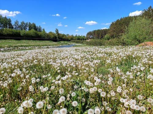 Immagine gratuita di acqua, alberi, azzurro