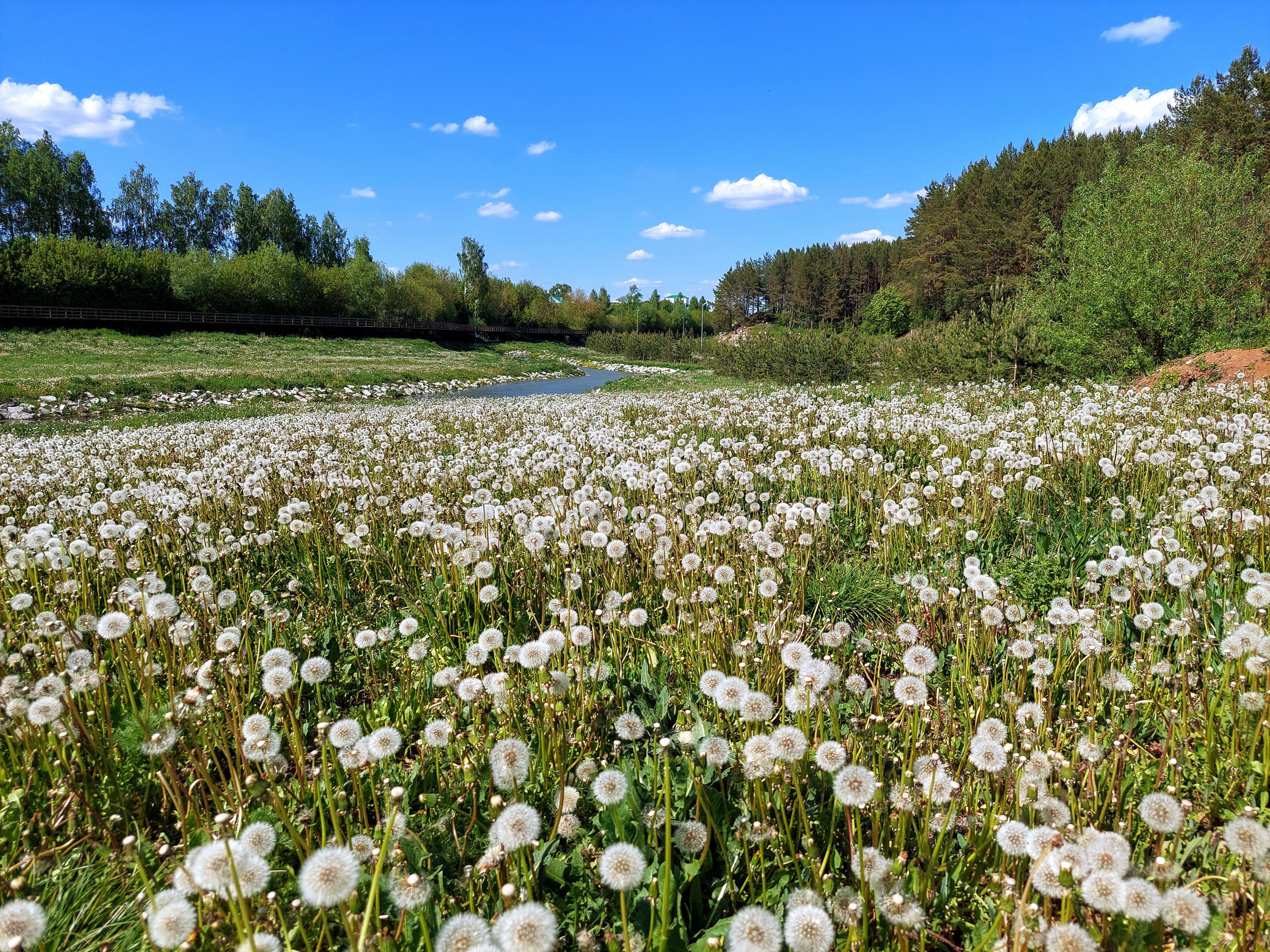A field of white flowers with trees in the background · Free Stock Photo