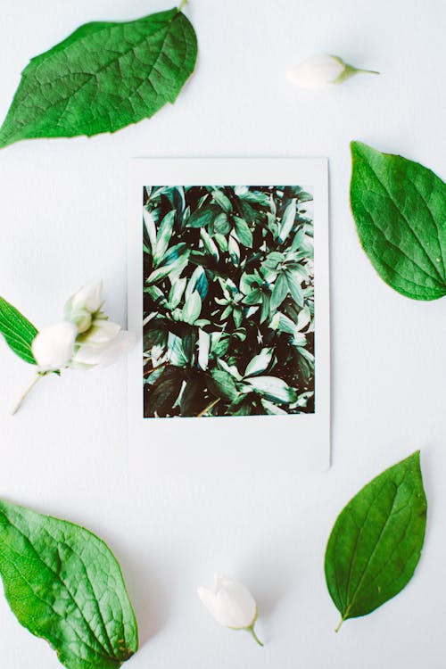 Free Leaves on White Surface Stock Photo