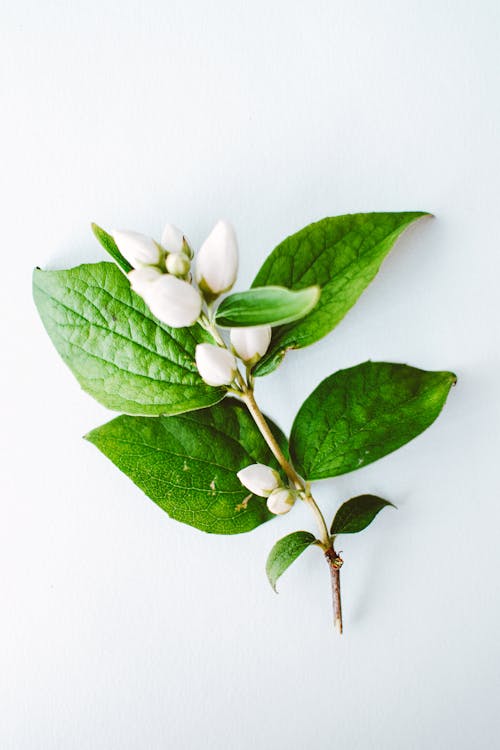 Free White Flower Buds Stock Photo