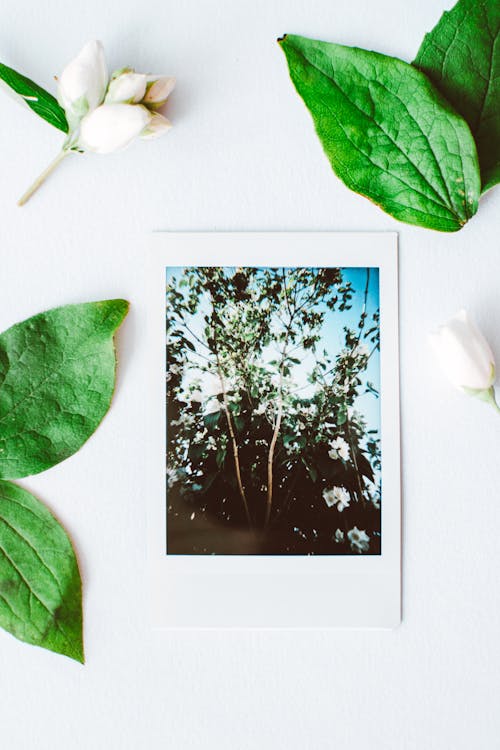 Gratis lagerfoto af adskilt, blade, blomster