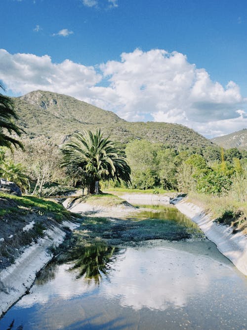 A small stream with a palm tree in the middle
