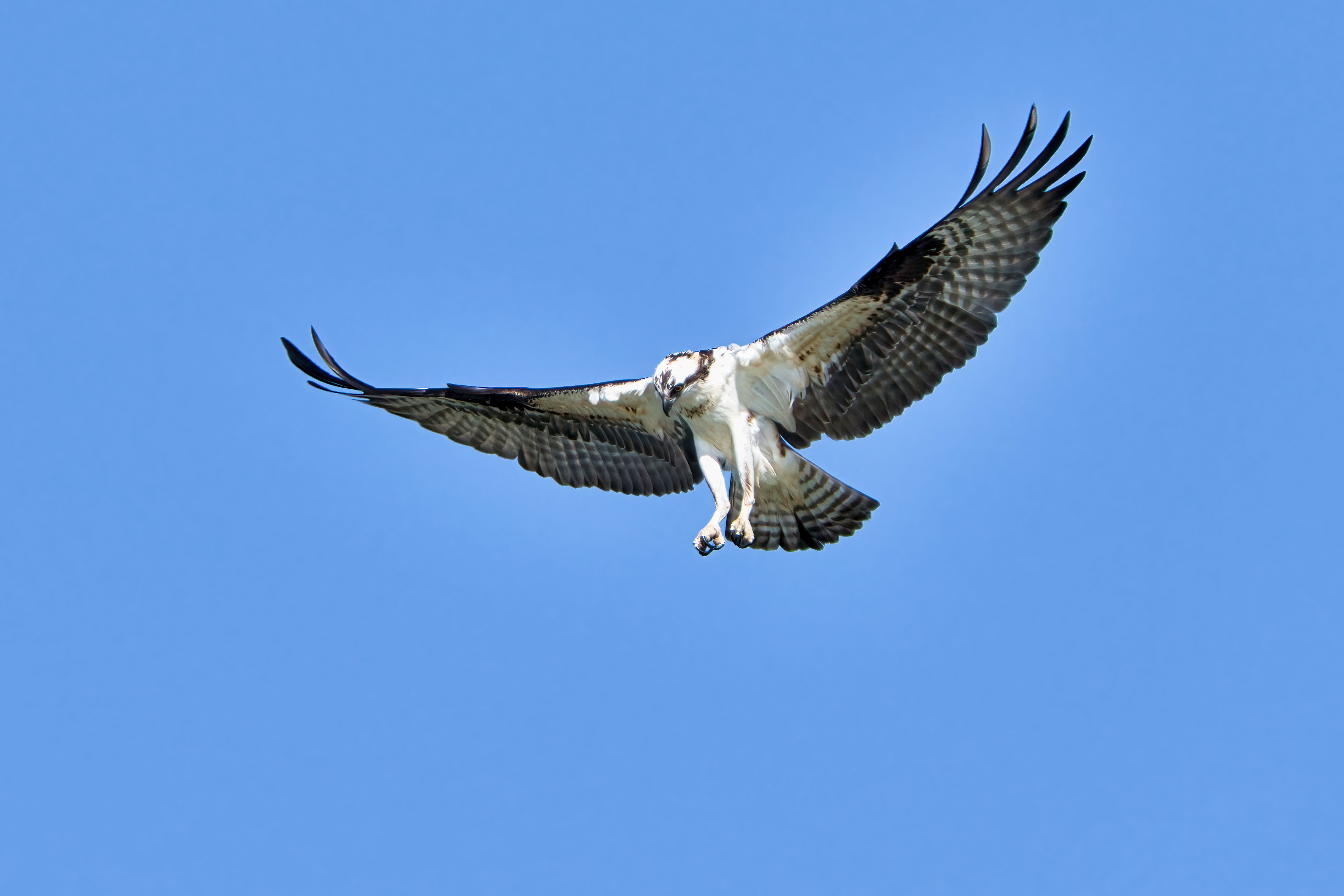 Osprey Bird Flying Under Blue Sky · Free Stock Photo