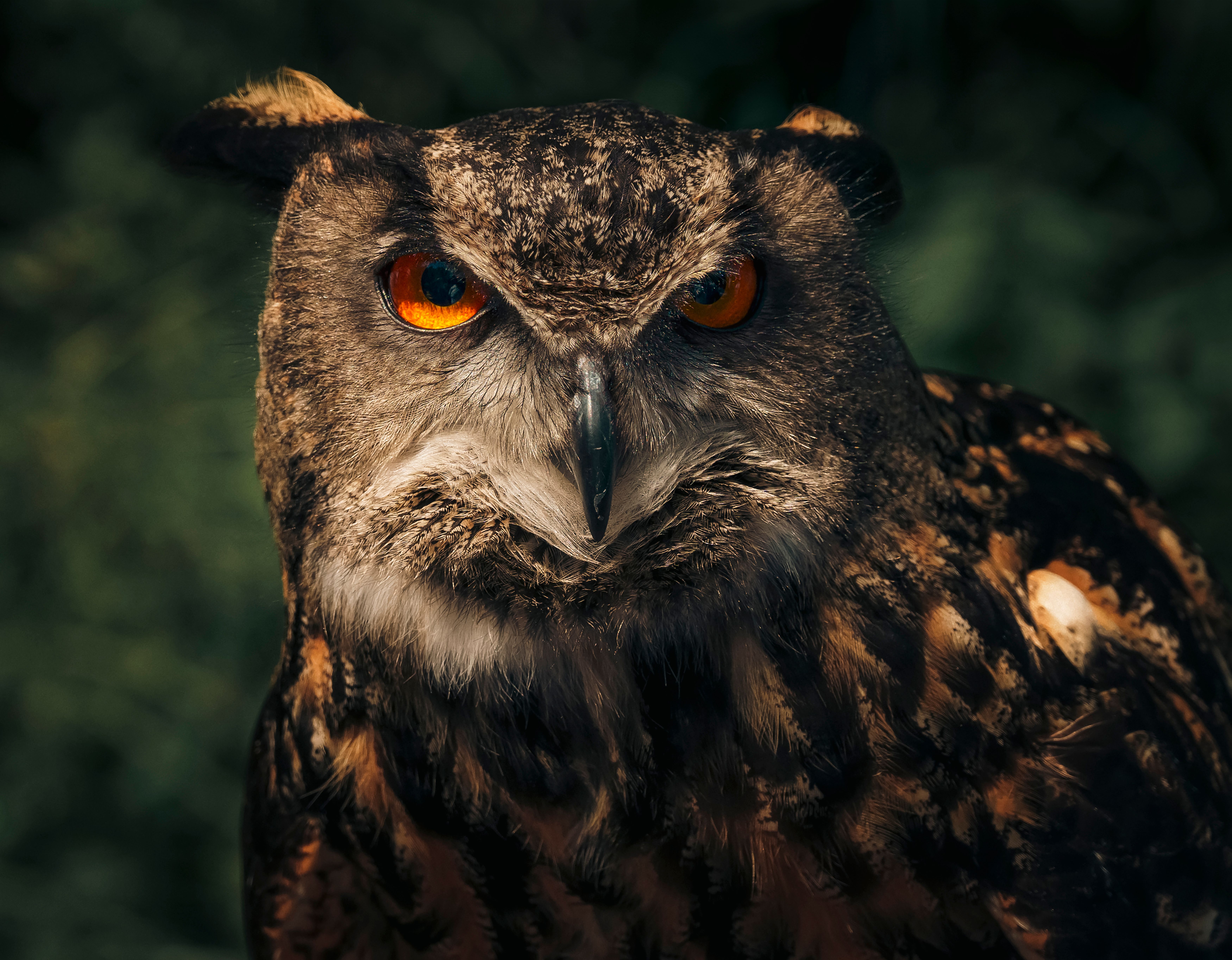 Foto: Joshua Woroniecki / Pexels
