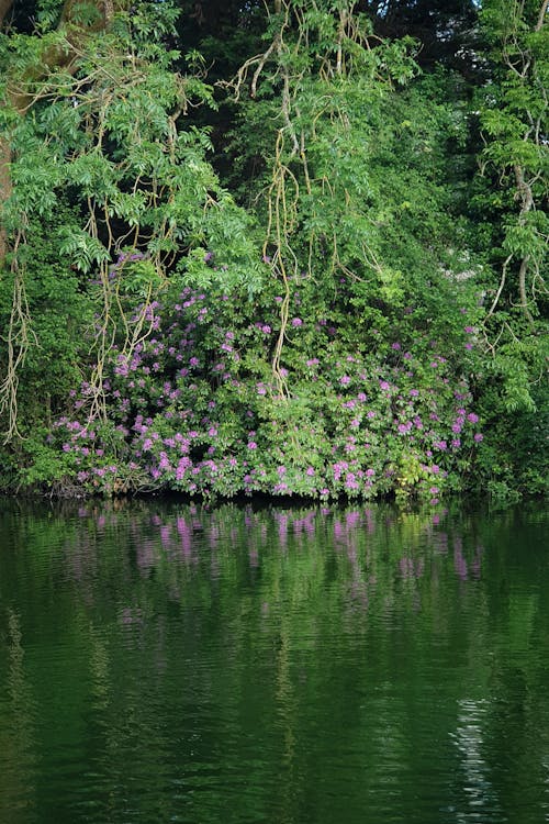 Kostenloses Stock Foto zu baum, blatt, blume