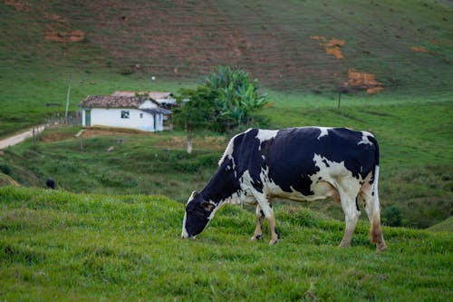 Foto d'estoc gratuïta de agricultura, bestiar, camp