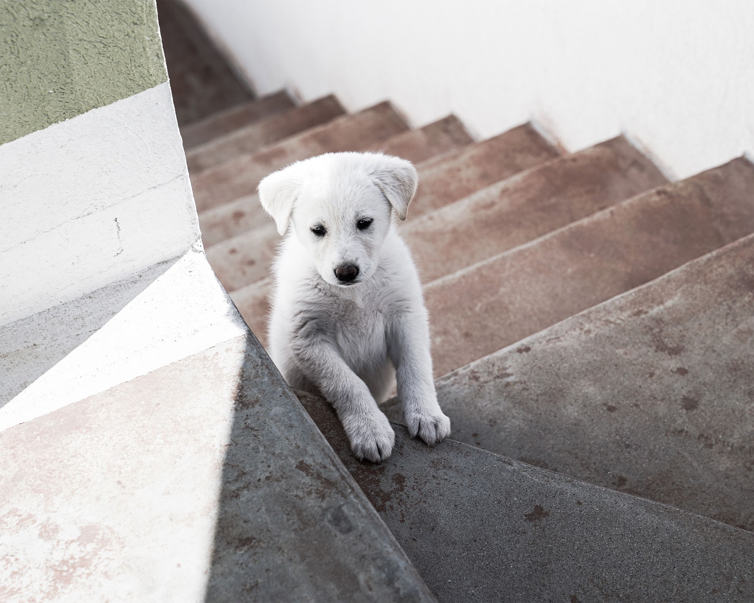 A cute white puppy sits on a staircase, capturing a moment of innocence and curiosity.