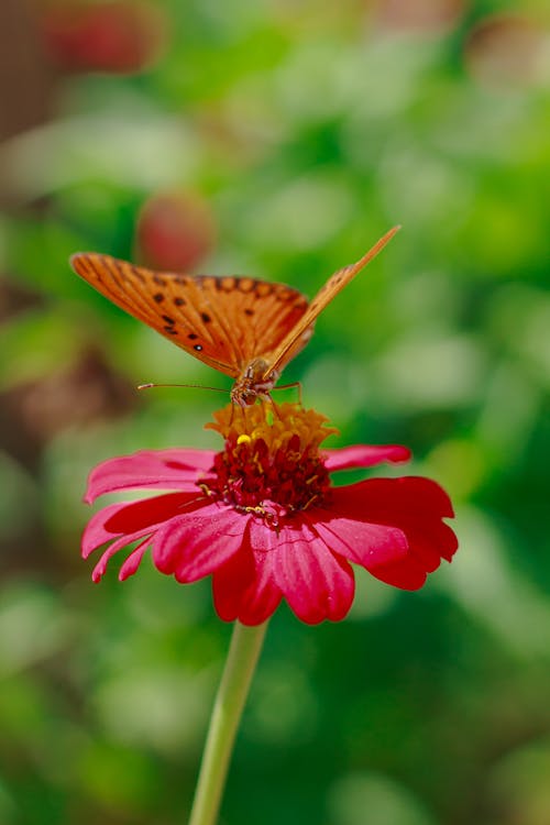 Ảnh lưu trữ miễn phí về bướm cam, bướm trên hoa, Con bướm