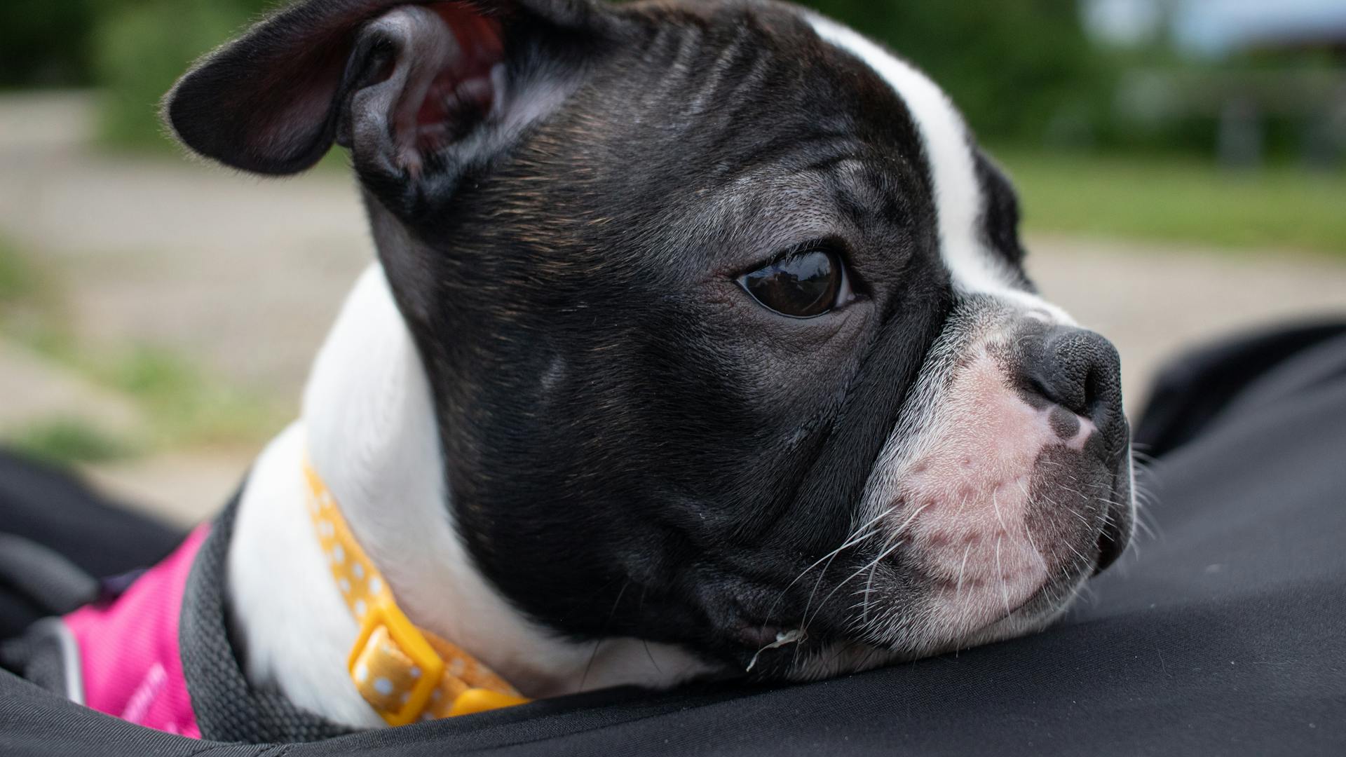 Boston Terrier in Close Up