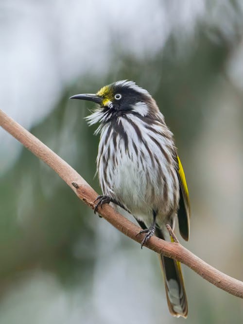 Foto stok gratis bangsa burung, berbayang, bertengger burung