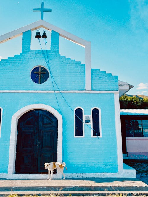 A dog is standing in front of a blue church