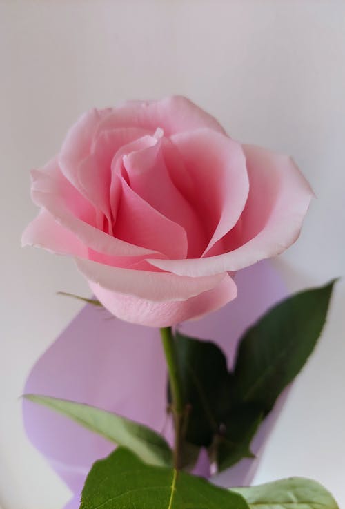 エレガント, バイオレット, バラの花びらの無料の写真素材