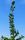 fir