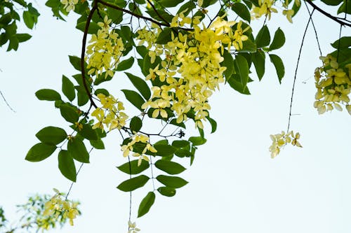 Yellow flower photography